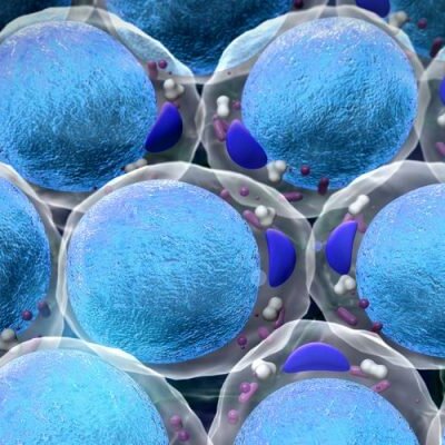 Timeline: L'Evolució dels processos metabòlics