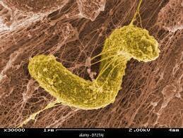 ORGANISMES QUIMIOHETERÒTROFS DE RESPIRACIÓ ANAERÒBICA