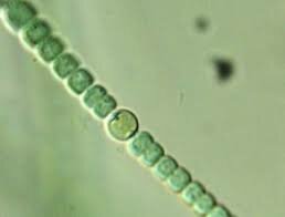 ORGANISME FOTOAUTÒTROFS OXIGÈNICS