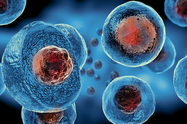 CÈL·LULES EUCARIOTES