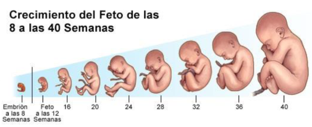 ETAPA PRENATAL