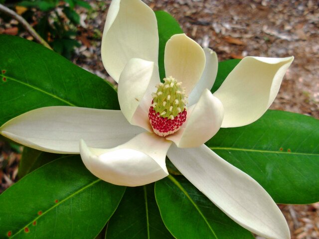 Magnolia