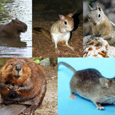 Timeline: Зоология млекопитающих: Грызуны