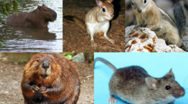 Timeline: Зоология млекопитающих: Грызуны