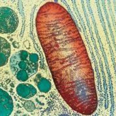 Timeline: L'evolució dels processos metabòlics