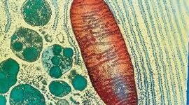 Timeline: L'evolució dels processos metabòlics