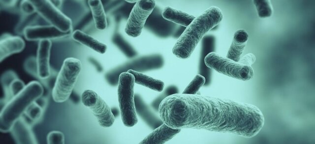 Organismes fermentadors