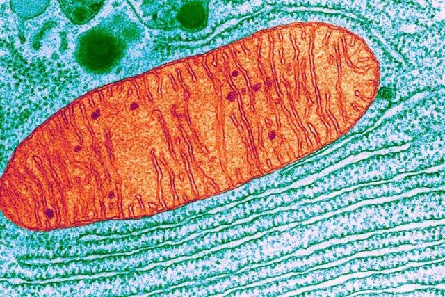 Organismes quimioheteròtrofs de respiració aeròbica