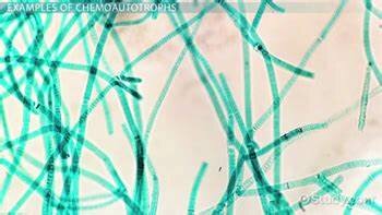 Els organismes quimioautòtrofs