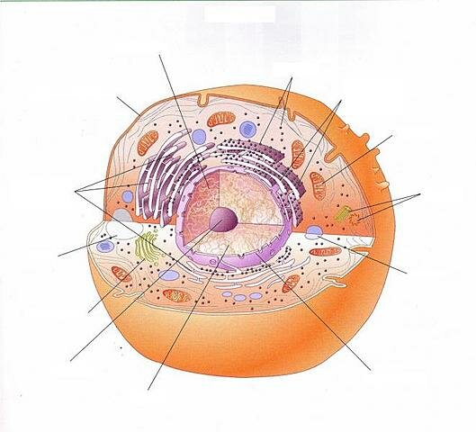 Els Organismes eucariotes fotoautòtrofs i quimioheteròtrofs