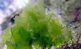 Algues pluricel.lulars