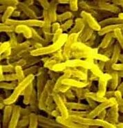 Els organismes fermentadors