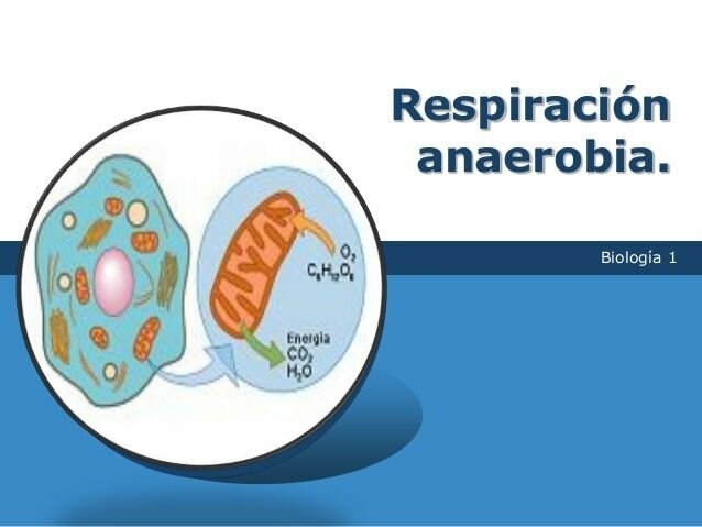 Organismes quimioheteròtrofs de respiració aeròbica