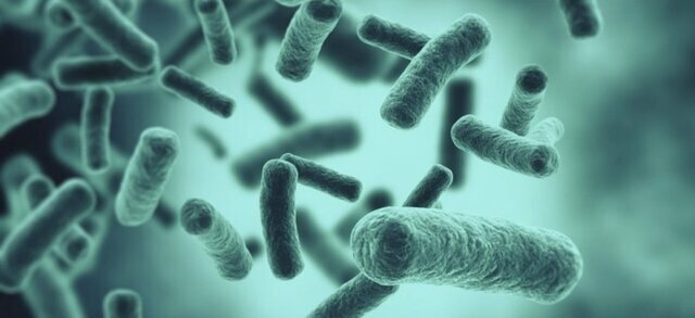 Els organismes fermentadors