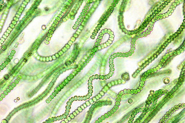 Els organismes fotoautòtrofs oxigènics