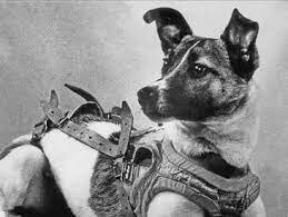 Laika first animal in space.