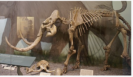 Pygmy Mammoth