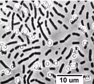 ORGANISMES FOTOSINTÈTICS ANOXIGÈNICS
