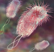 ORGANISMES QUIMIOHETERÒTROFS DE RESPIRACIÓ AERÒBICA