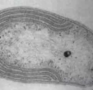 ORGANISMES QUIMIOAUTÒTROFS