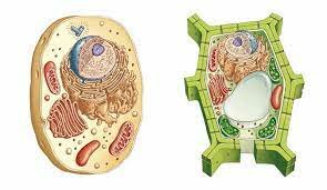 Els organismes eucariotes fotoautòtrofs i quimioheteròtrofs