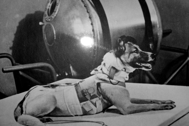 First Animal in Space by USSR
