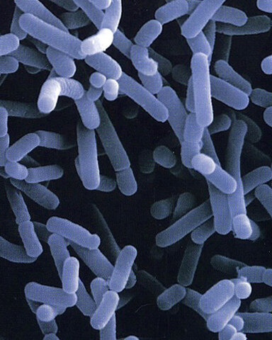 Organismes fermentadors