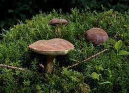 Primeres plantes i fongs