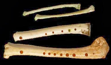 Primers instruments musicals