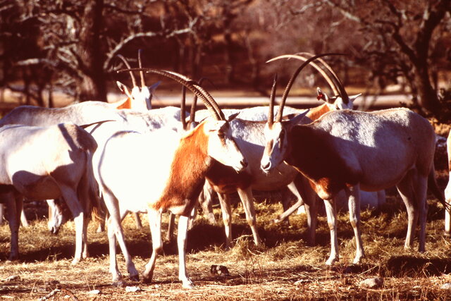 Acquire Scimitar Horned Oryx & Cheetah