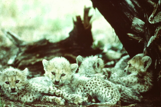 First Cheetah Cubs Born