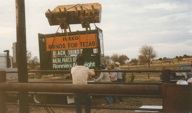 Southern Black Rhinos Arrive