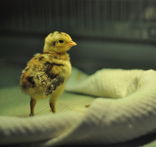 Initiate Breeding Program for APC