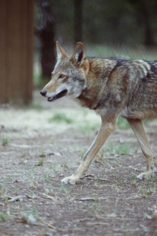 Receive Conservation Service Award from USFWS