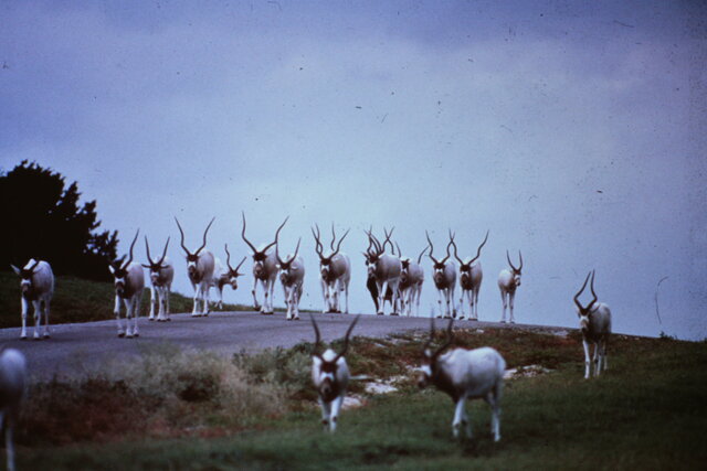 'Significant Achievement' from AZA for Addax Program