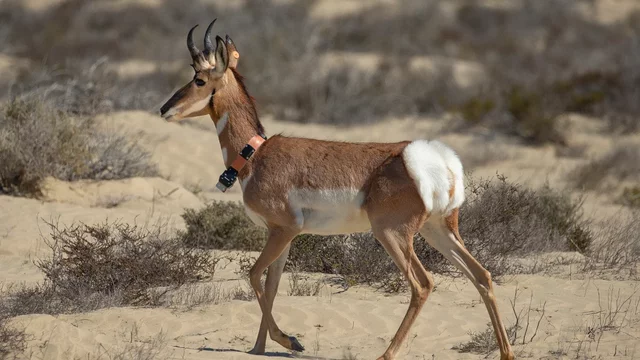 Staff Help Release Pronghorn