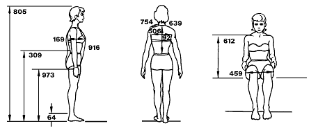 Estudios de las medidas del cuerpo humano