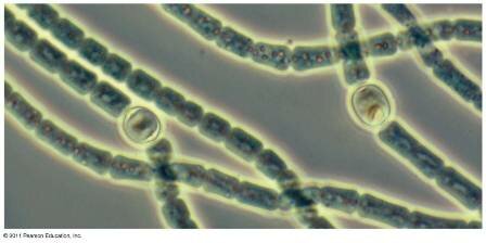 Organismes fotoautòtrofs oxigènics