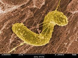 ORGANISMES QUIMIOHETERÒTROFS DE RESPIRACIÓ ANAERÒBICA