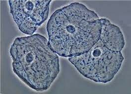 CÈL·LULES EUCARIOTES
