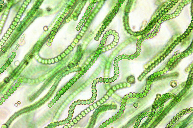 ORGANISMES FOTAUTÒTROFS OXIGÈNICS