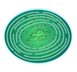 Organismes fotoautòtrofs oxigènics