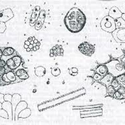 Timeline: Teoría celular