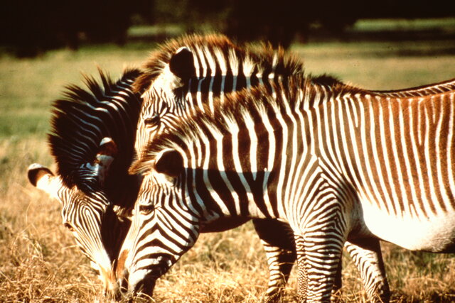 Participate in Grevy's Zebra SSP