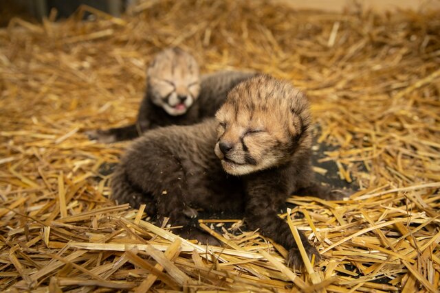 First Birth of Cheetah Cubs from IVF Embryo Transfer