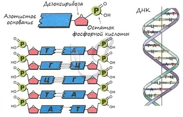 Расшифровка структуры ДНК