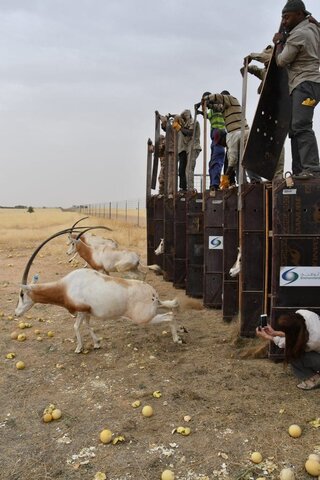 Scimitar Released in Chad