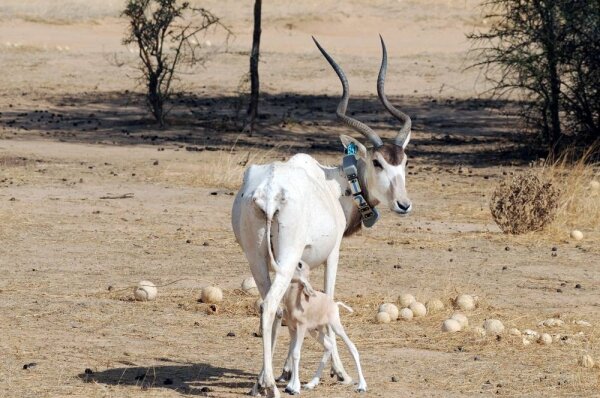 Addax Released in Chad