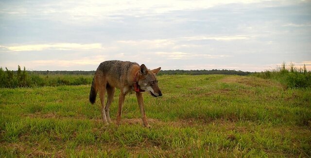 Red Wolf Released in North Carolina