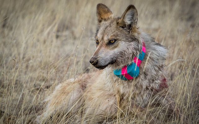Mexican Gray Wolves Released in Arizona